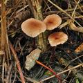 Marasmius_scorodonius_bo0032