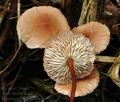 Marasmius_scorodonius_bo0035