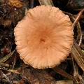 Marasmius_scorodonius_bo0039