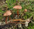 Marasmius_scorodonius_bo3005