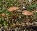 Marasmius_scorodonius_bo3011