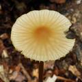 Marasmius_torquescens_bo4198