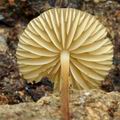 Marasmius_torquescens_bo4210