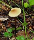 Marasmius_torquescens_bo4518