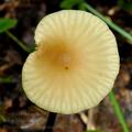 Marasmius_torquescens_bo4521