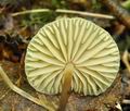 Marasmius_torquescens_bo4526