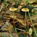 Marasmius_torquescens_bo4782