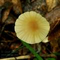 Marasmius_torquescens_bo4791