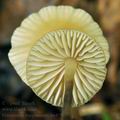 Marasmius_torquescens_bo4796