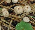 Marasmius_wettsteinii_ab7533