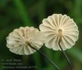 Marasmius_wettsteinii_ab7539