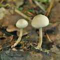 Marasmius_wynneae_bk2287