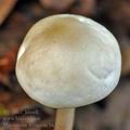 Marasmius_wynneae_bk2295