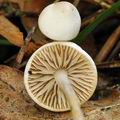 Marasmius_wynneae_bk2298