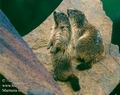 Marmota_marmota