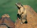 Marmota_marmota