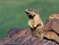 Marmota_marmota