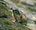 Marmota_marmota