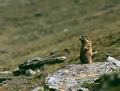 Marmota_marmota