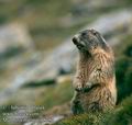 Marmota_marmota