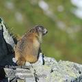 Marmota_marmota_eba4475