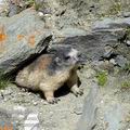 Marmota_marmota_ee6348