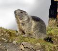 Marmota_marmota_ee6385