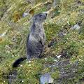 Marmota_marmota_ee6428