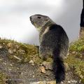 Marmota_marmota_ee6442