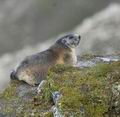 Marmota_marmota_ee6448