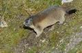 Marmota_marmota_ee6499