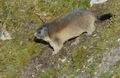 Marmota_marmota_ee6499