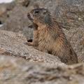 Marmota_marmota_fg3220