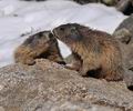 Marmota_marmota_fg3238