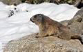 Marmota_marmota_fg3277