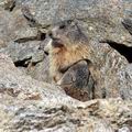 Marmota_marmota_fg3289