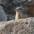 Marmota_marmota_fg3308