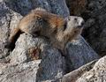 Marmota_marmota_fg3311