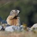 Marmota_marmota_fg3369