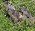 Marmota_marmota_pa7122731