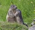 Marmota_marmota_pa7122922