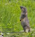 Marmota_marmota_pa7122932