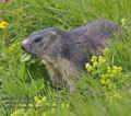 Marmota_marmota_pa7123114