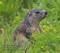 Marmota_marmota_pa7123125