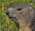 Marmota_marmota_pa7123374