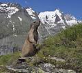 Marmota_marmota_pa7133586