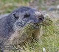 Marmota_marmota_pa9167547