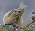 Marmota_marmota_pa9167592