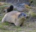 Marmota_marmota_pa9167597