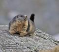 Marmota_marmota_pa9177864